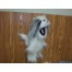 white & gray wag tail dog